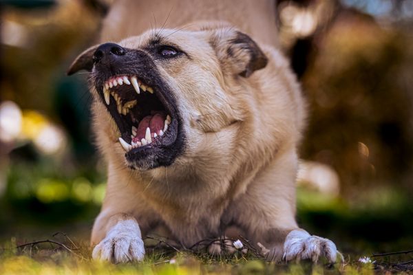 Aggressive dog showing teeth during behavior training in Cleveland Ohio.