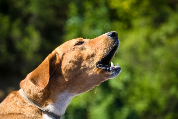 Dog barking outdoors during behavior and obedience training.
