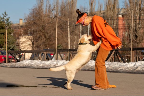 Dog jumping on a person during obedience and manners training.