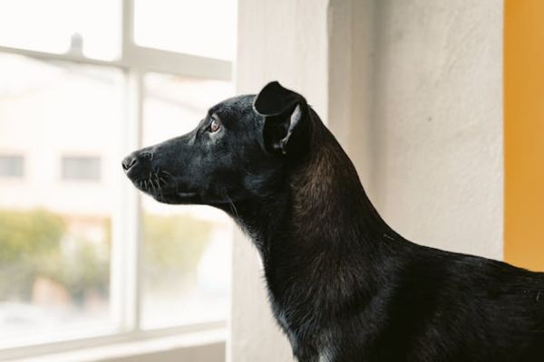 Dog looking out a window during separation anxiety behavior training.