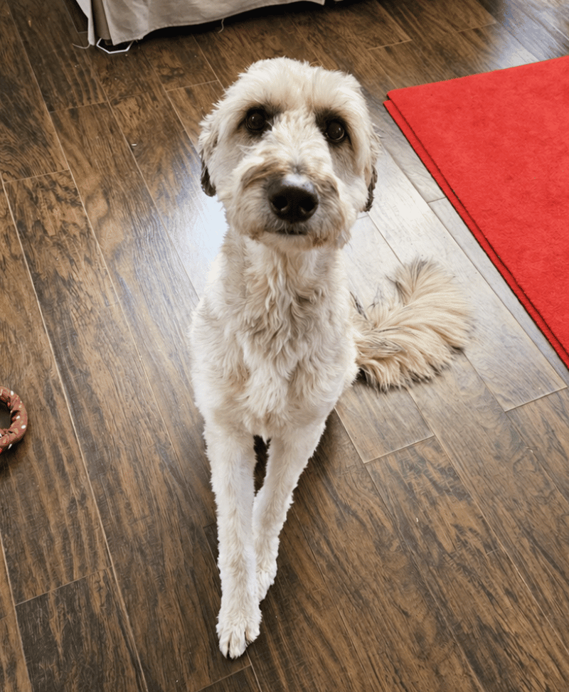 Dog sitting calmly during obedience training in a home setting in Cleveland Ohio.