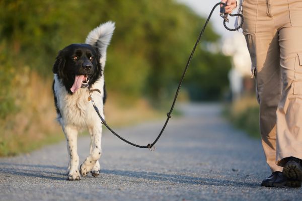 Dog walking calmly on a loose leash with its owner during leash training.