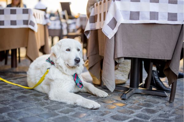 Reactive dog lying near people during public access and behavior training.
