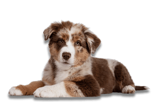Puppy sitting during puppy training and obedience lessons in Cleveland Ohio.