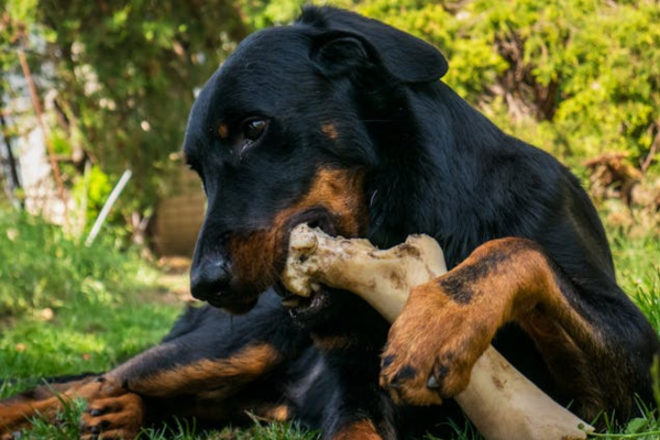 Dog guarding an item outdoors during resource guarding behavior training.
