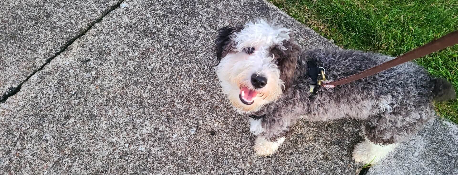 Happy dog on a leash during loose leash walking training in Cleveland Ohio.