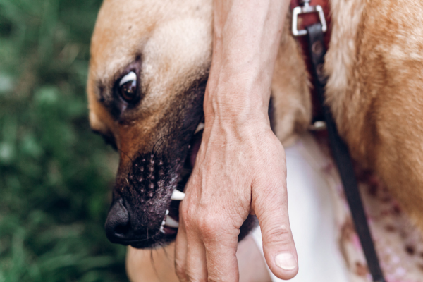 Dog showing biting behavior during behavior modification training.