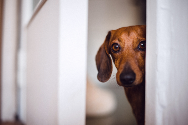 Dog peeking through a doorway during door dashing behavior training.