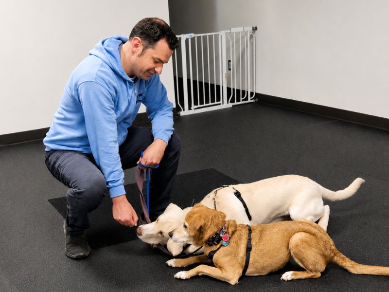 Professional dog trainer working with two dogs during behavior training in Cleveland Ohio.