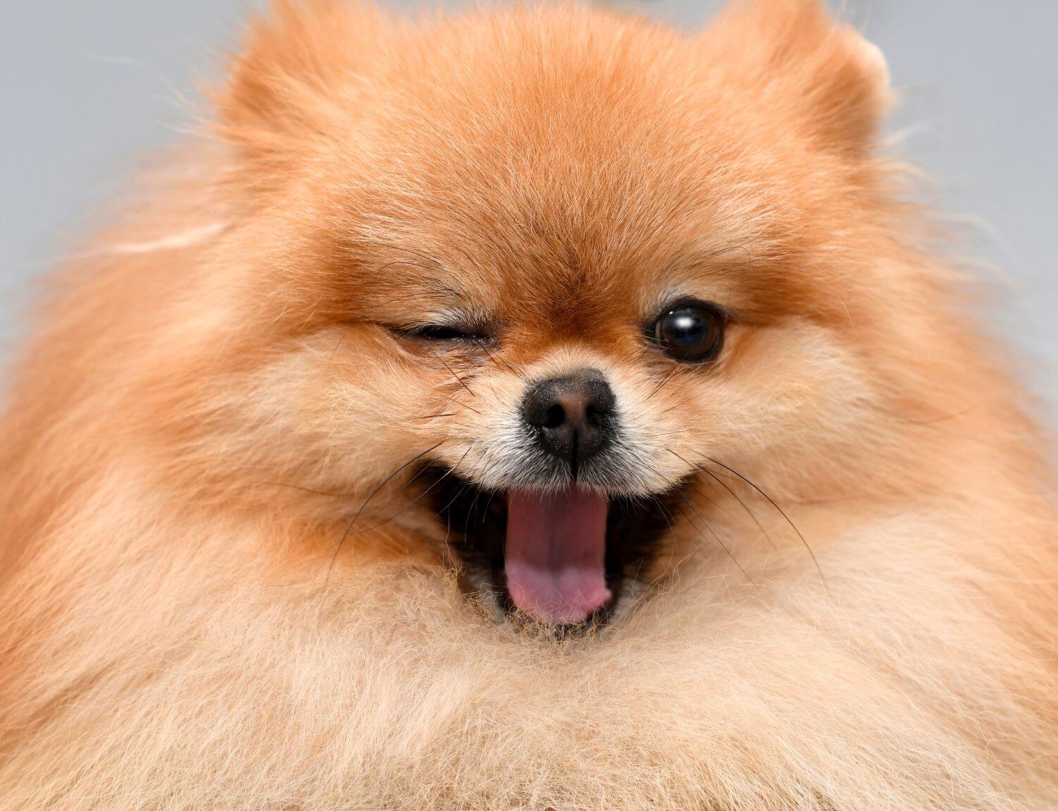 winking pomeranian ""
